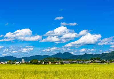 アグリ事業